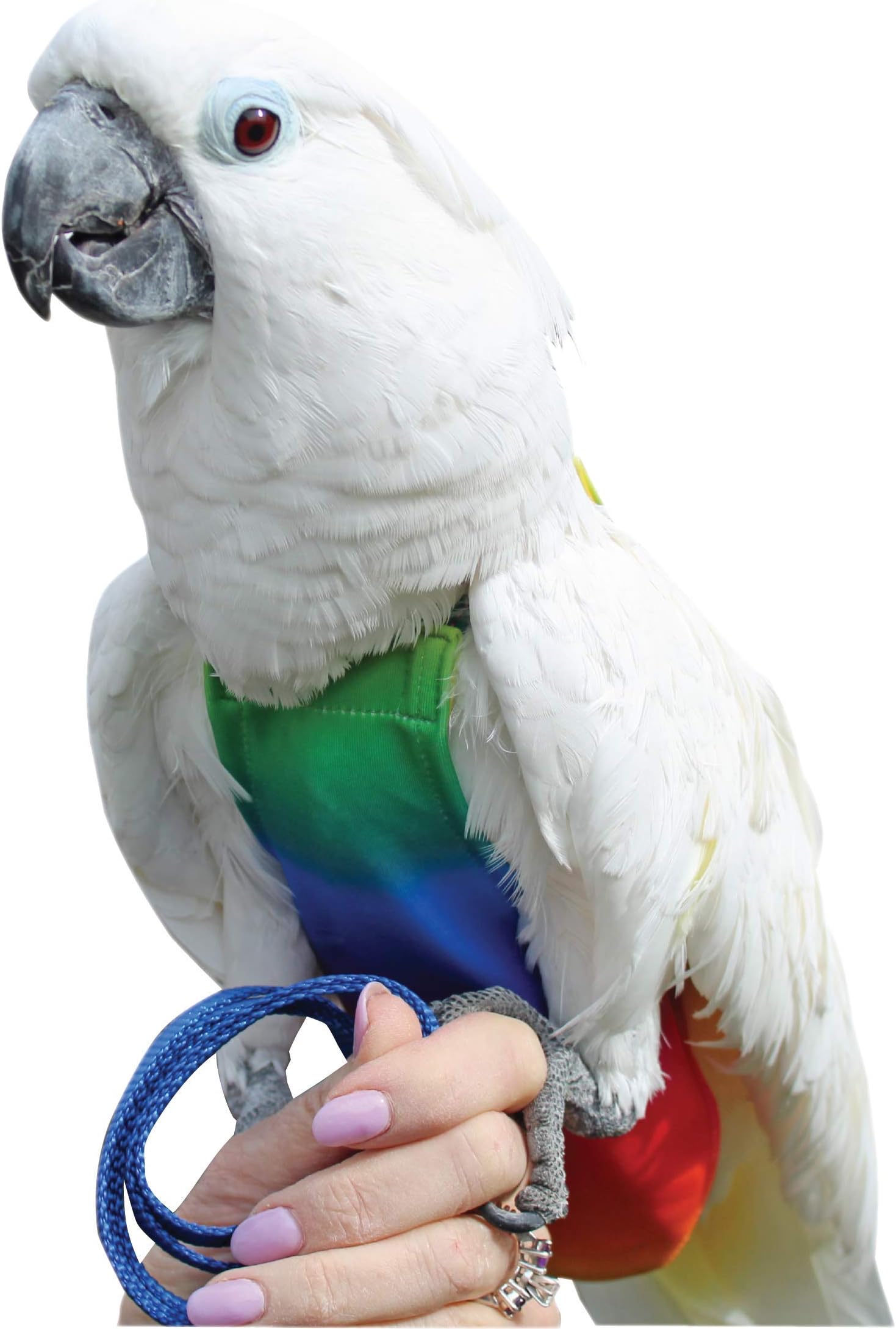 Avian FeatherWear FlightSuits Colossal FlightSuit Bird Diaper w/AnchorLine Plus Flightliners (Rainbow)