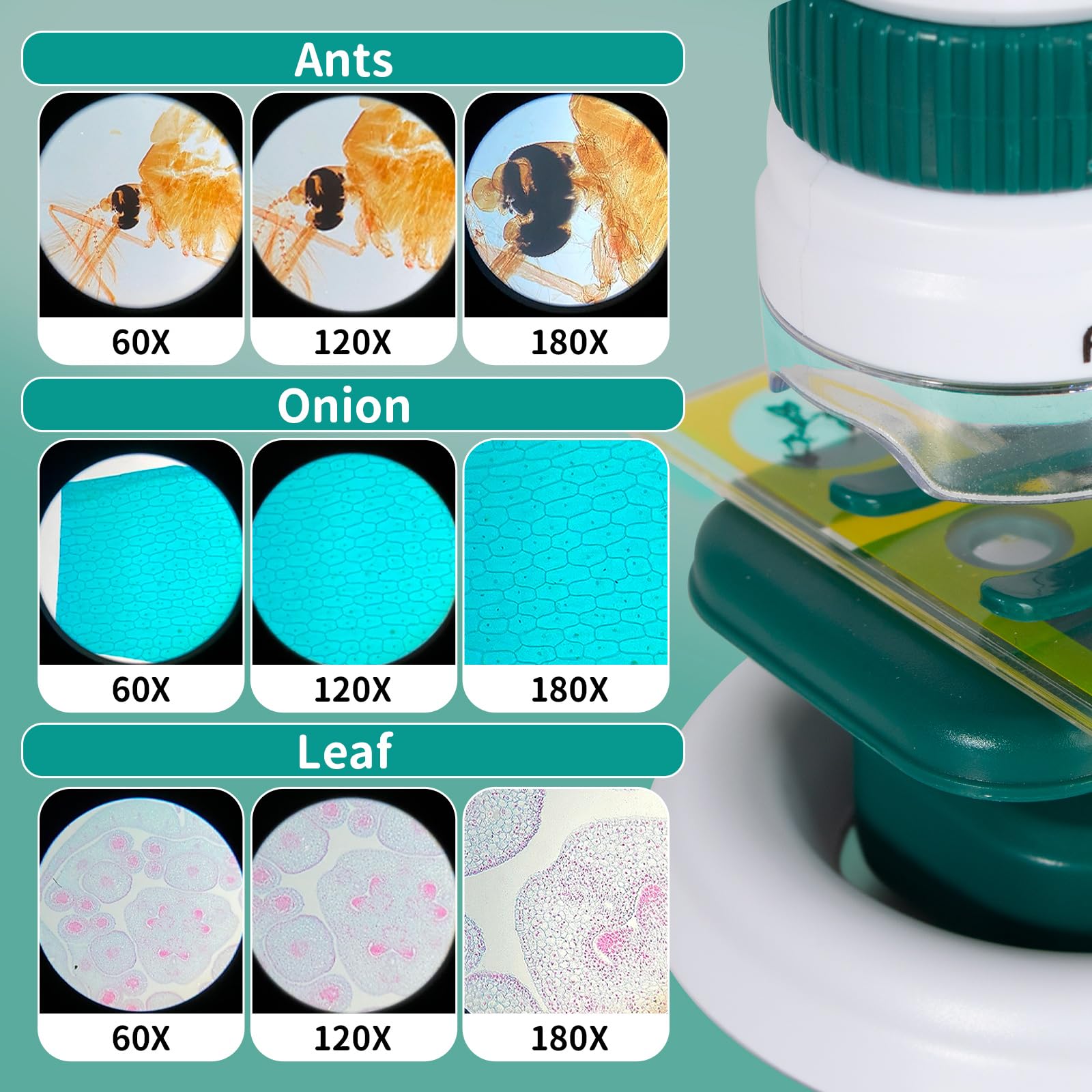 Todeco Microscope 60X-180X pour Enfants et Étudiants - Ensemble avec Zoom Éclairé par LED, 12 Lames Préparées - pour l'Observation Microbiologique