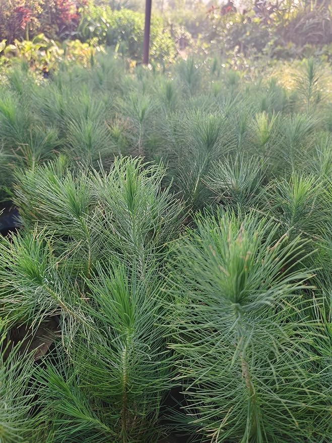 Pine Tree/Longleaf Chir Pine Live Plant||Air Purifying Plant||Healthy Indoor/Outdoor Home Garden ing Natural Plant|| Decorative Plant (pack-of-1 plant) A_16-image-49