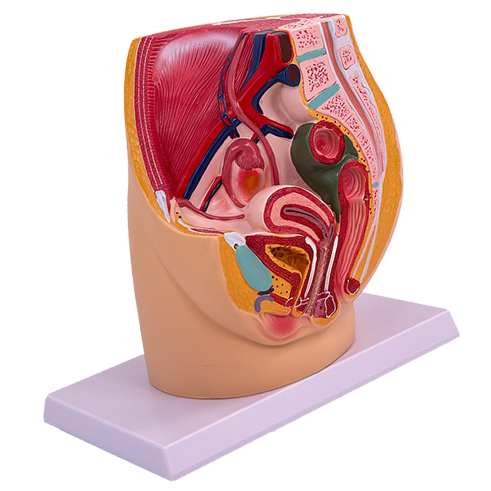 Gravidanza Femminile Modello di Anatomia Pelvica Anatomica Femminile Cavità Pelvica per Allenamento Ostetrico Impostazioni Cliniche Studio Anatomico