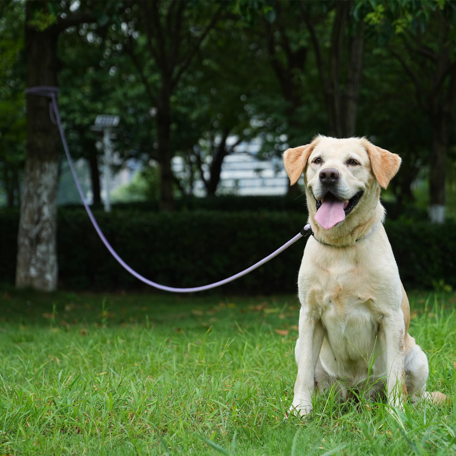 Guinzaglio lungo per cani, 3 m, 9,1 m, 15,2 m, resistente guinzaglio da addestramento per cani, moschettone in alluminio aeronautico, moschettone autobloccante, corda di nylon, cavo di