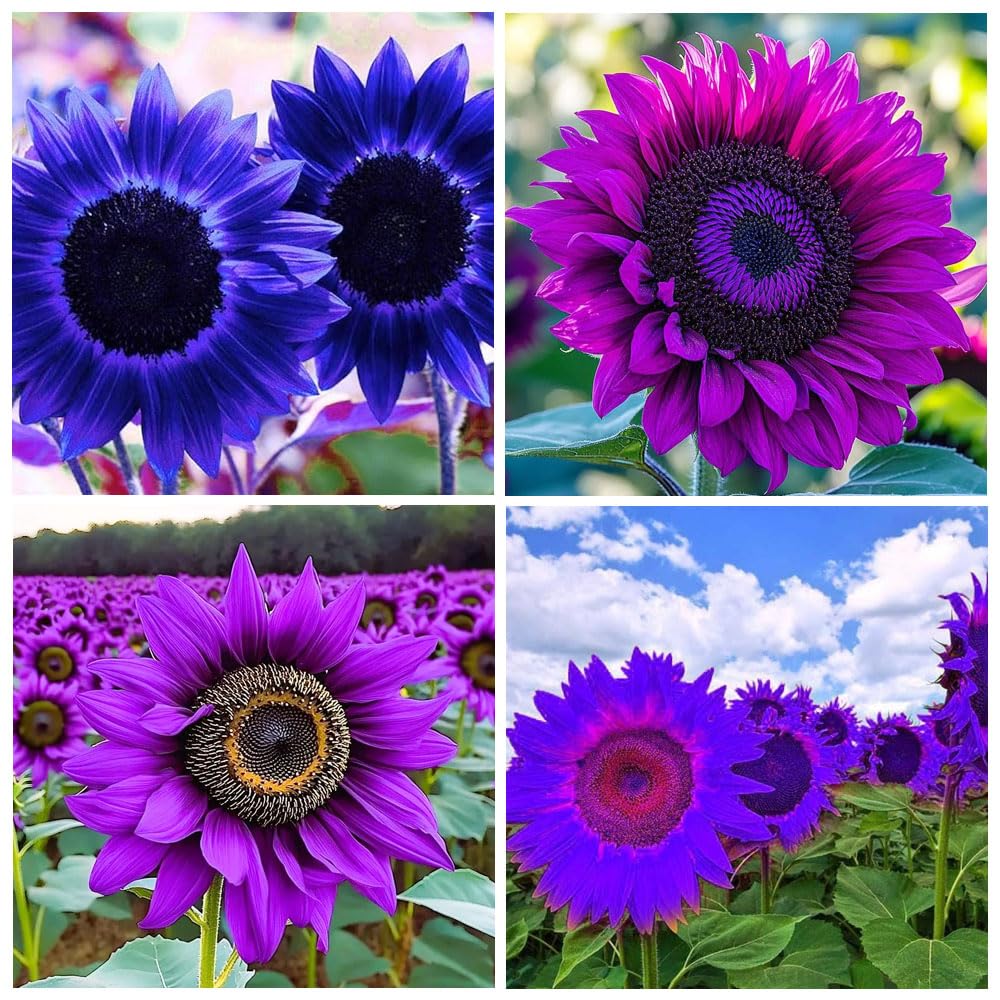 Amazon.com : 100+ Sunflower Seeds for Planting-Heirloom in Home