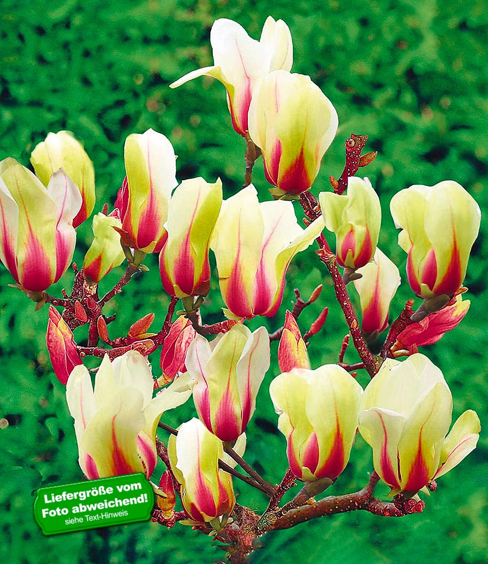 BALDUR Garten 1x Magnolie Sunrise, Pflanze im 3 Liter-Topf