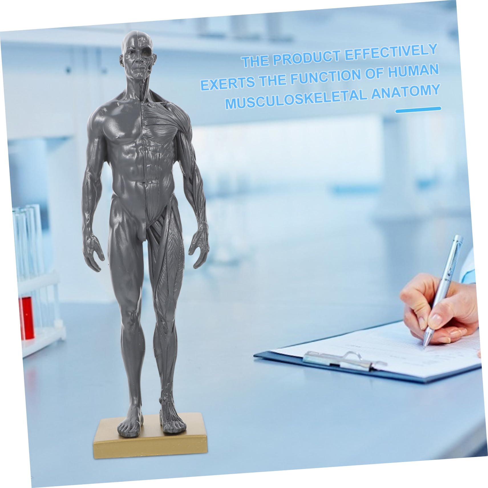 Cabilock Modèle Miniature du Système Musculaire Humain en Résine pour L'enseignement en Laboratoire et École, Instrument D'apprentissage et Affichage Anatomique Précis Couleur Aléatoire