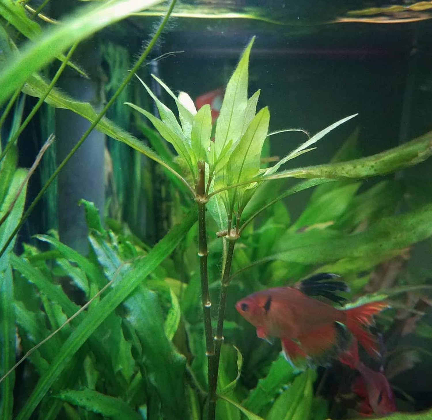 4 Species Freshwater Live Aquarium Plant Package Set Java Fern - Rosette Amazon Sword - Hygrophila Corymbosa - Java Fern Windelov