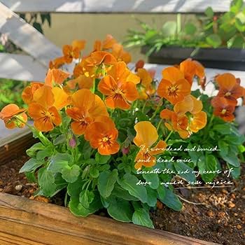 Amazon.co.jp: ビオラの種 アンティーク 花の種 植物 種