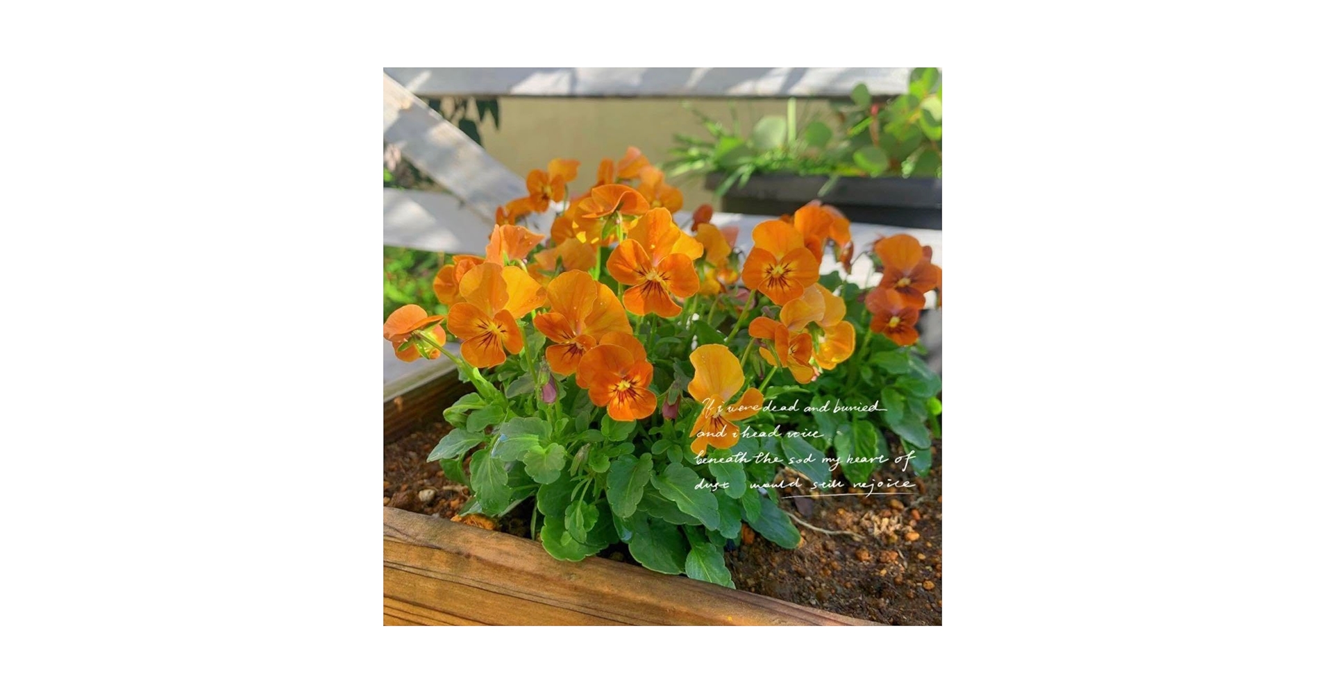 Amazon.co.jp: ビオラの種 アンティーク 花の種 植物 種