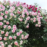 100+ Pink Climbing Rose Seeds - Fragrant Heirloom Vine Climber for Arbors, Trellises, Privacy Screens | Butterfly Attracting Repeat Bloomer