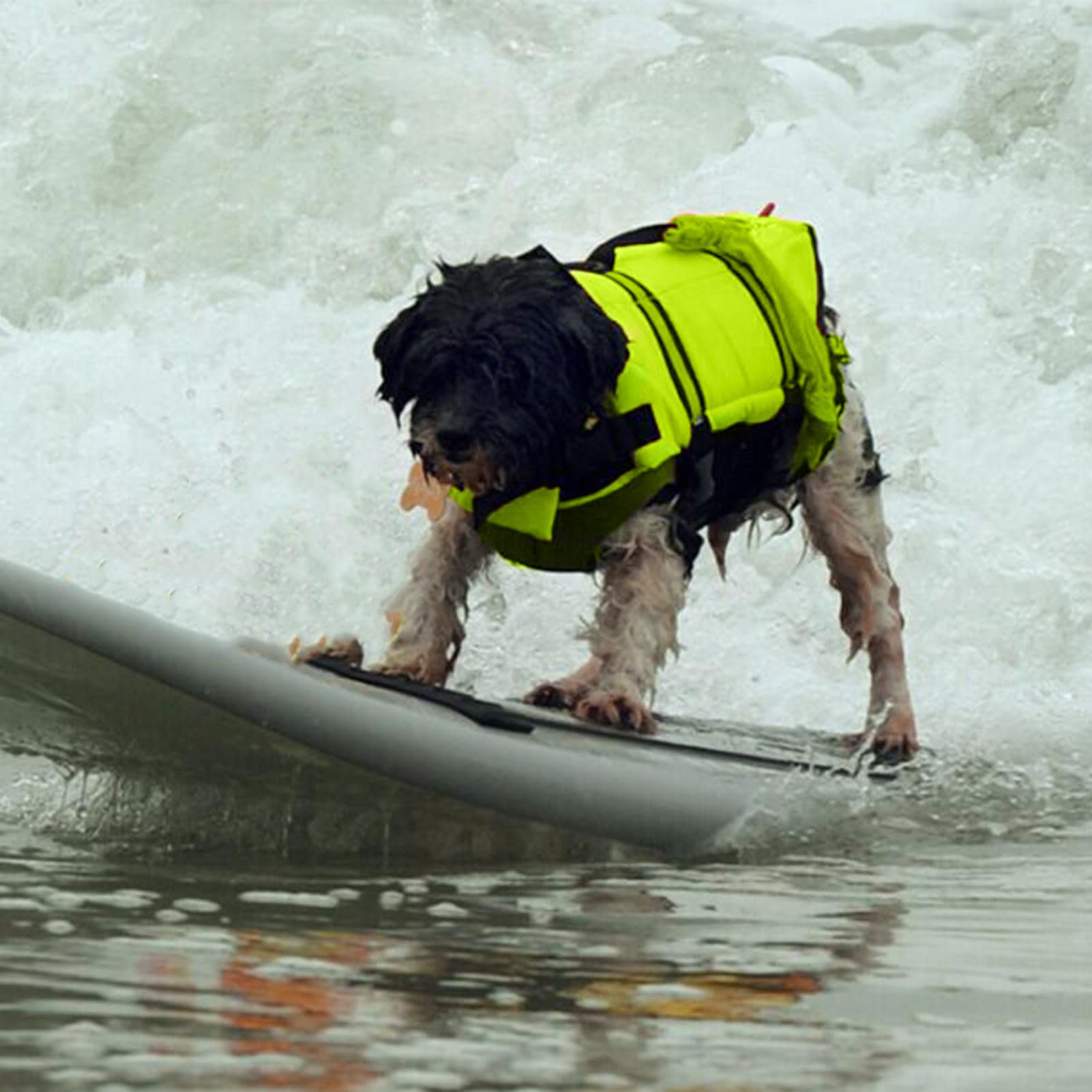 Kamizelka ratunkowa dla - bezpieczna pływająca kurtka dla szczeniąt i psów, akcesoria dla zwierząt basen jezioro kajak duże i małe rasy plaża dok