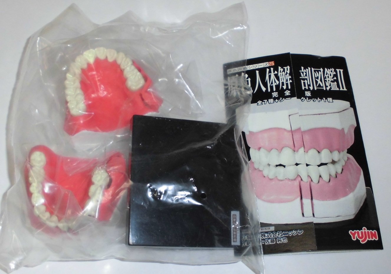 Amazon.co.jp: 原色シリーズ25 原色人体解剖図鑑Ⅱ 完全版 歯烈発育