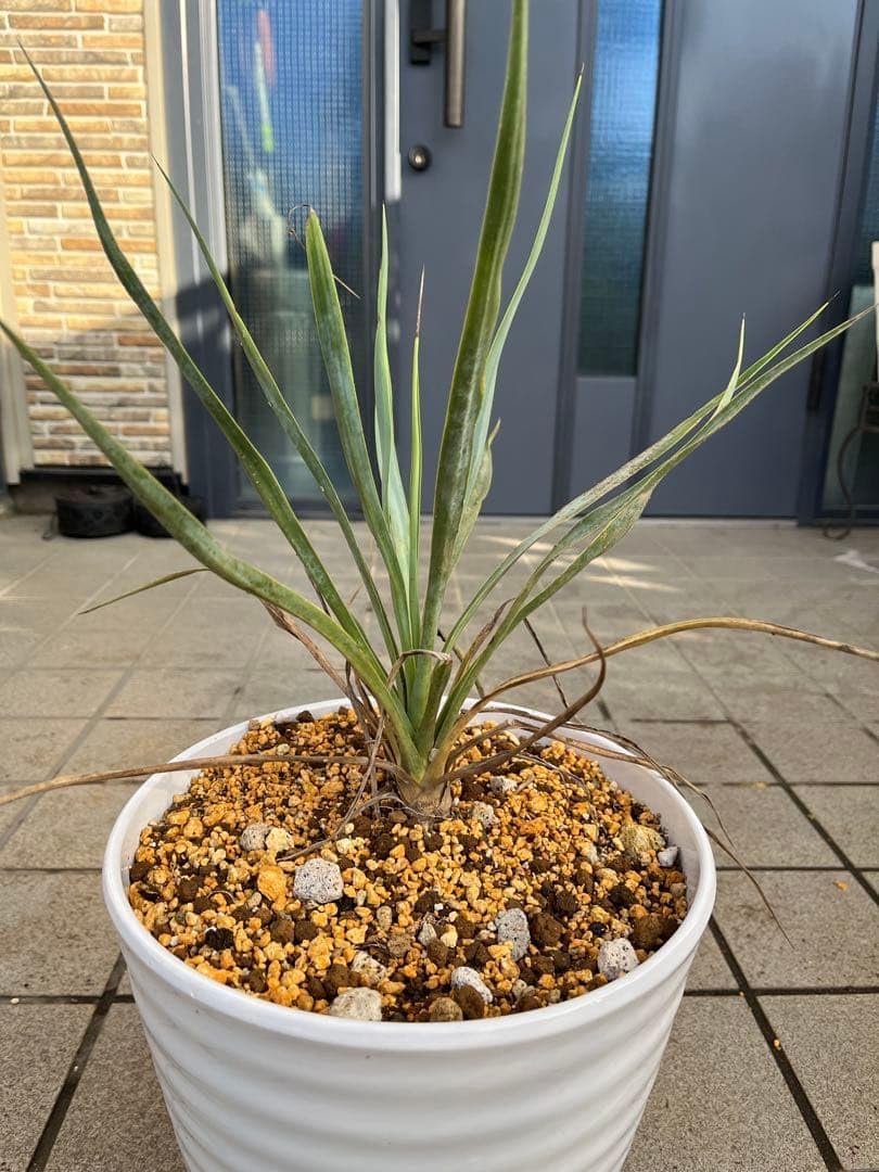 ユッカロストラータ　実生苗　抜き苗発送　B-3 ユッカロストラータ 実生苗 抜き苗発送 B-3