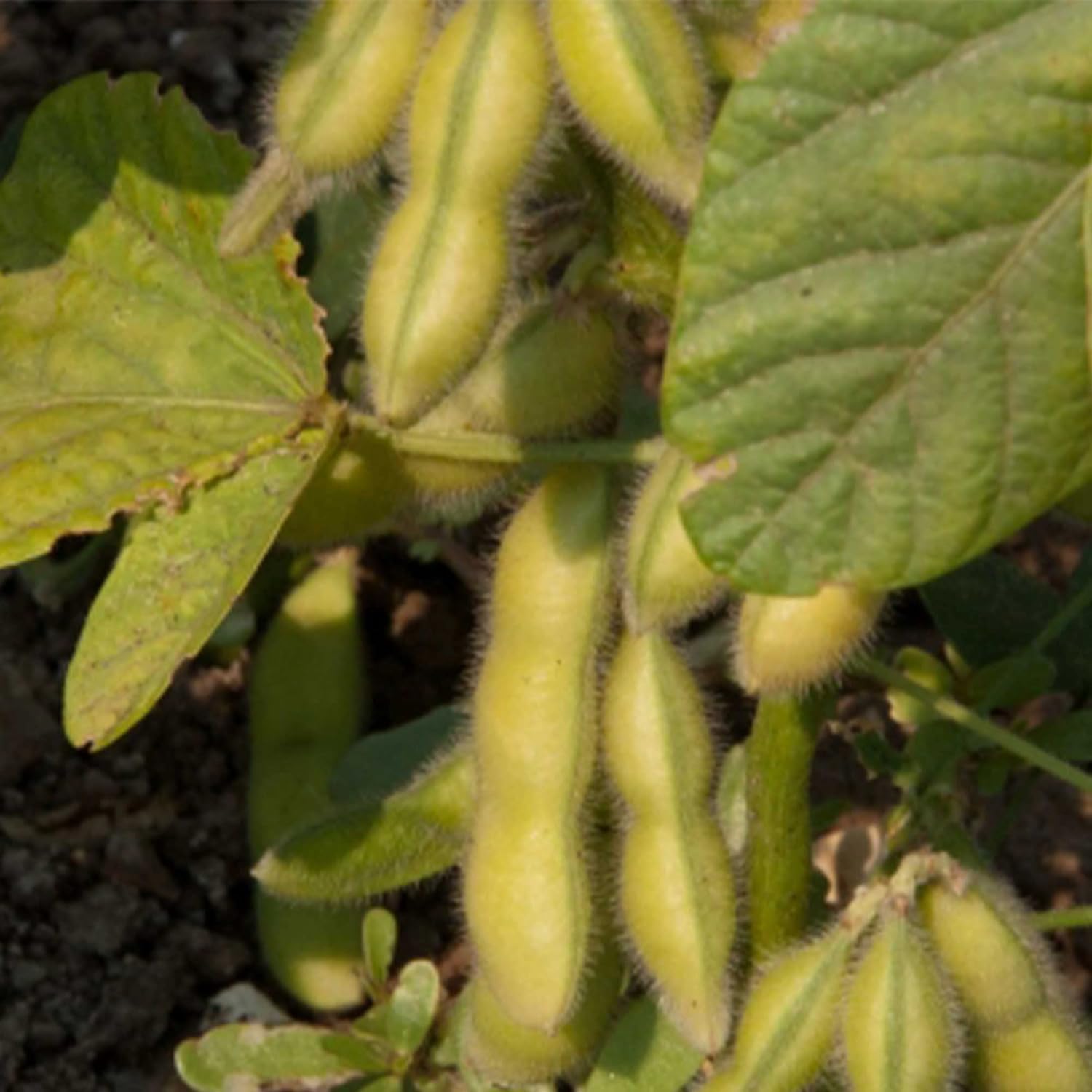 Soybean - Tohya - 4 Oz ~400 Seeds - Non-GMO, Heirloom - Asian Garden Vegetable
