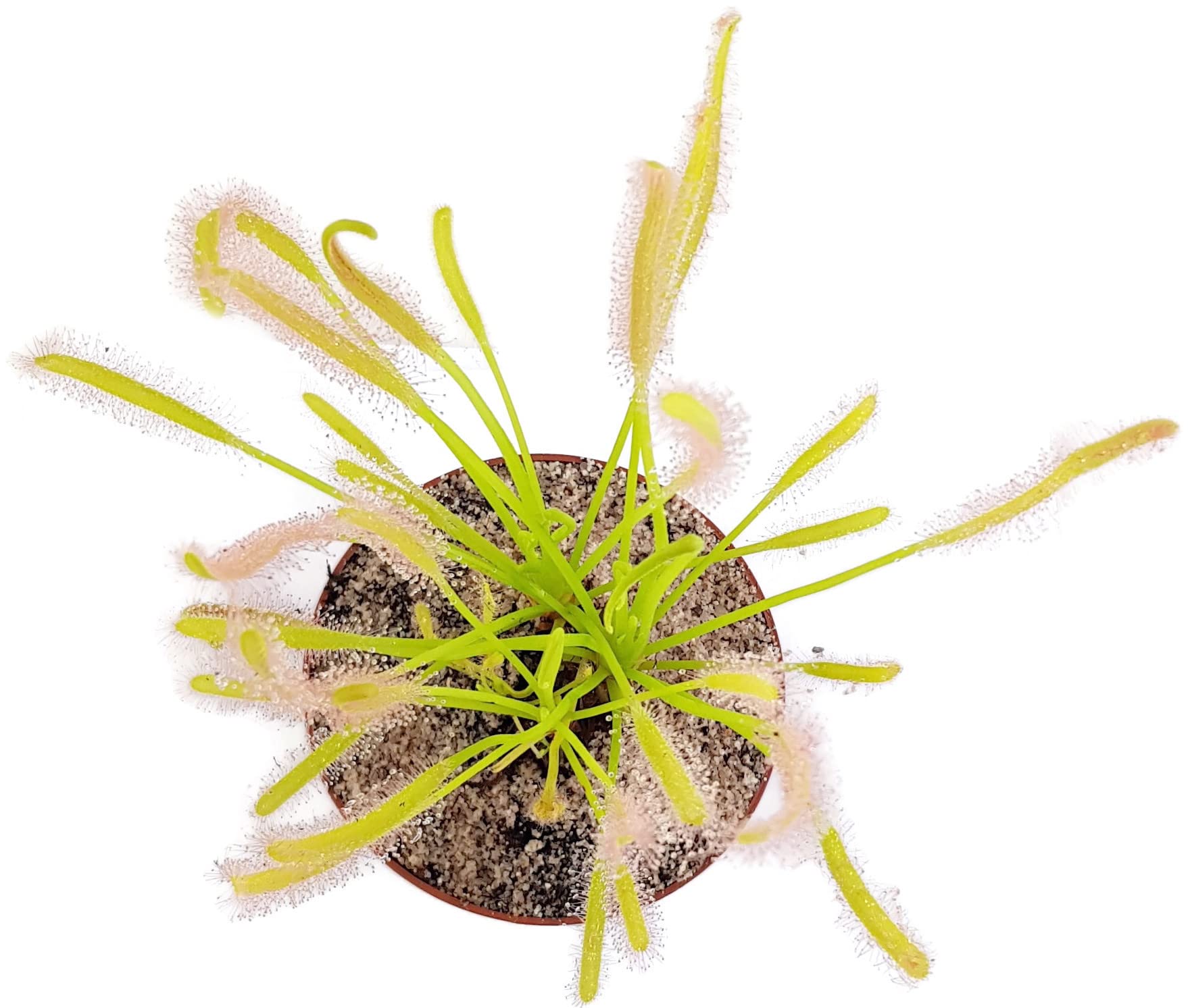 Drosera Capensis Alba - Sonnentau im Ø 9 cm Topf - fleischfressende Pflanze