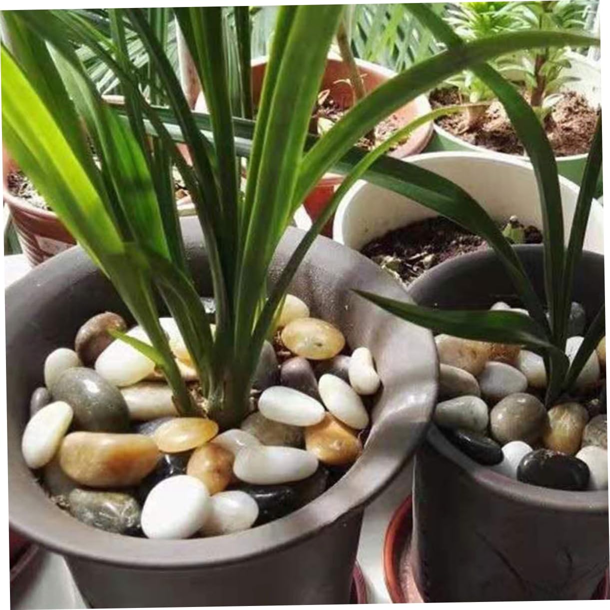 Kisangel 2bolsas Guijarros Naturales para Acuarios y Jardines De Piedras Decorativas Coloridas para Paisajismo y Plantas Suculentas para Crear Atractivos y Creativos