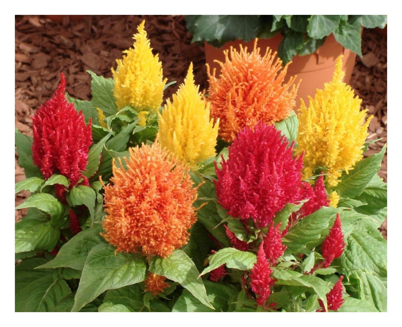 PREMIER SEEDS DIRECT - Cockscomb (PAMPASS Plume) - CELOSIA ARGENTEA PLUMOSA (5 Grams)