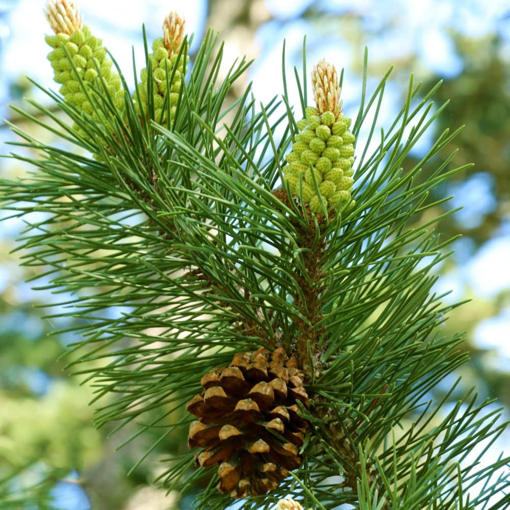 Buy Pinus sylvestris Scots Pine Hardy Tree Easy to Grow Your Own Native
