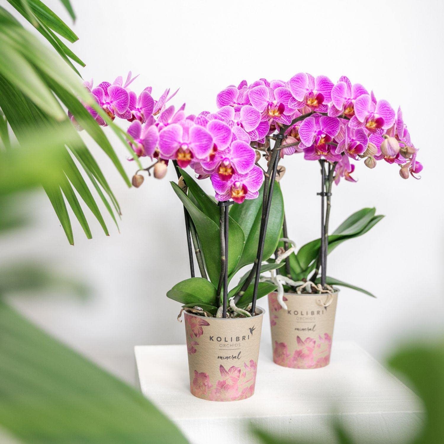 Kolibri Orchidées | Orchidée Phalaenopsis violet/rose - Mineral Vienne - Taille du pot Ø9cm | Plante d'intérieur à fleurs - Frais du cultivateur