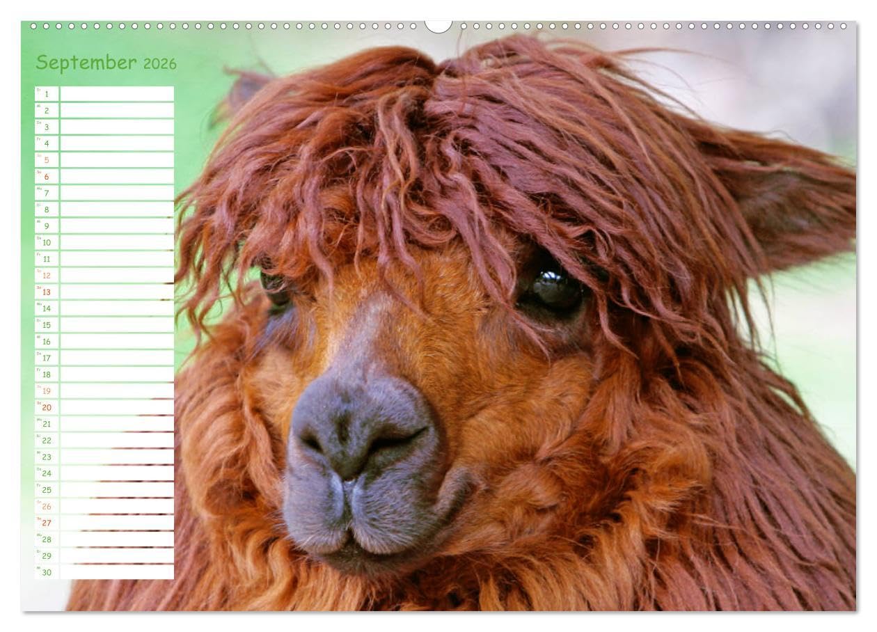 Alpakas: Wollige Kleinkamele aus Südamerika - Edition lustige Tiere (hochwertiger Premium Wandkalender 2026 DIN A2 quer), Kunstdruck in Hochglanz: ... Wuschelköpfe aus den Anden (CALVENDO Tiere)