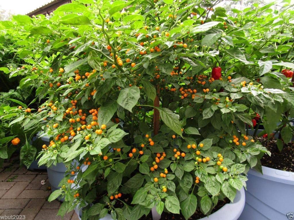 Amazon.com: 10 Aji Charapita Hot Pepper Seeds,C frutescens,From the  Amazonian region of Peru : Patio, Lawn & Garden