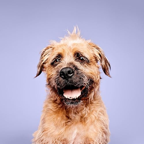 Vista 2 de Paul Mitchell Pet Super Bright Shampoo, Brightening Wash, Whitening Dog Shampoo, 16.9 fl. Oz