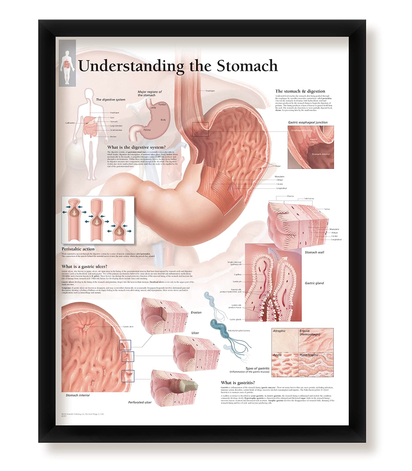 Understanding The Human Stomach Anatomy With Labeled Diagrams