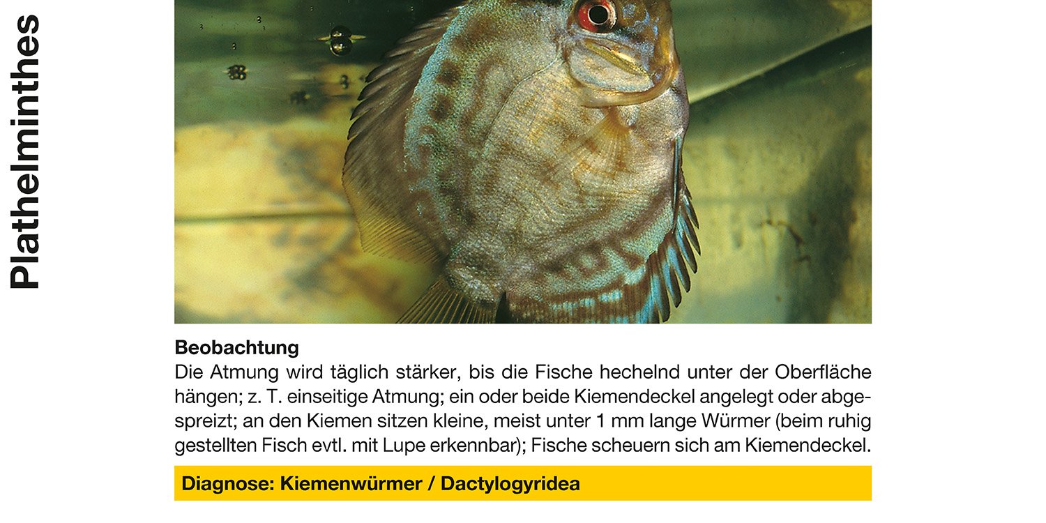 Sera 02260 Mycopur Arzneimittel für Zierfische gegen Verpilzungen Mykosen