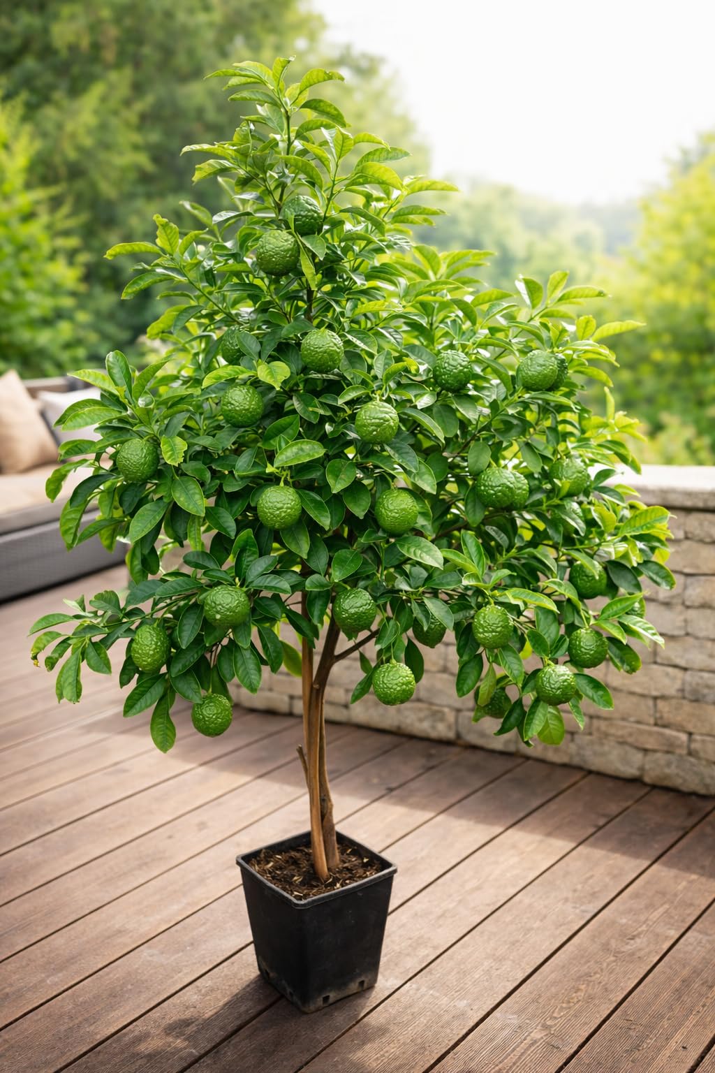 Kaffir-Limettenbaum (Citrus Hystrix) 130-180 cm – Aromatische Blätter & Früchte | Exotische Würze für Küche & Cocktails | Robuste, Pflegeleichte Zitruspflanze
