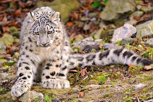 Amazon Co Jp ユキヒョウの壁紙 動物の壁紙 キャンバス ステッカー 印刷 壁紙ポスター はがせるシール式 写真 特大 絵画 壁飾り 90cmx60cm Diy 工具 ガーデン