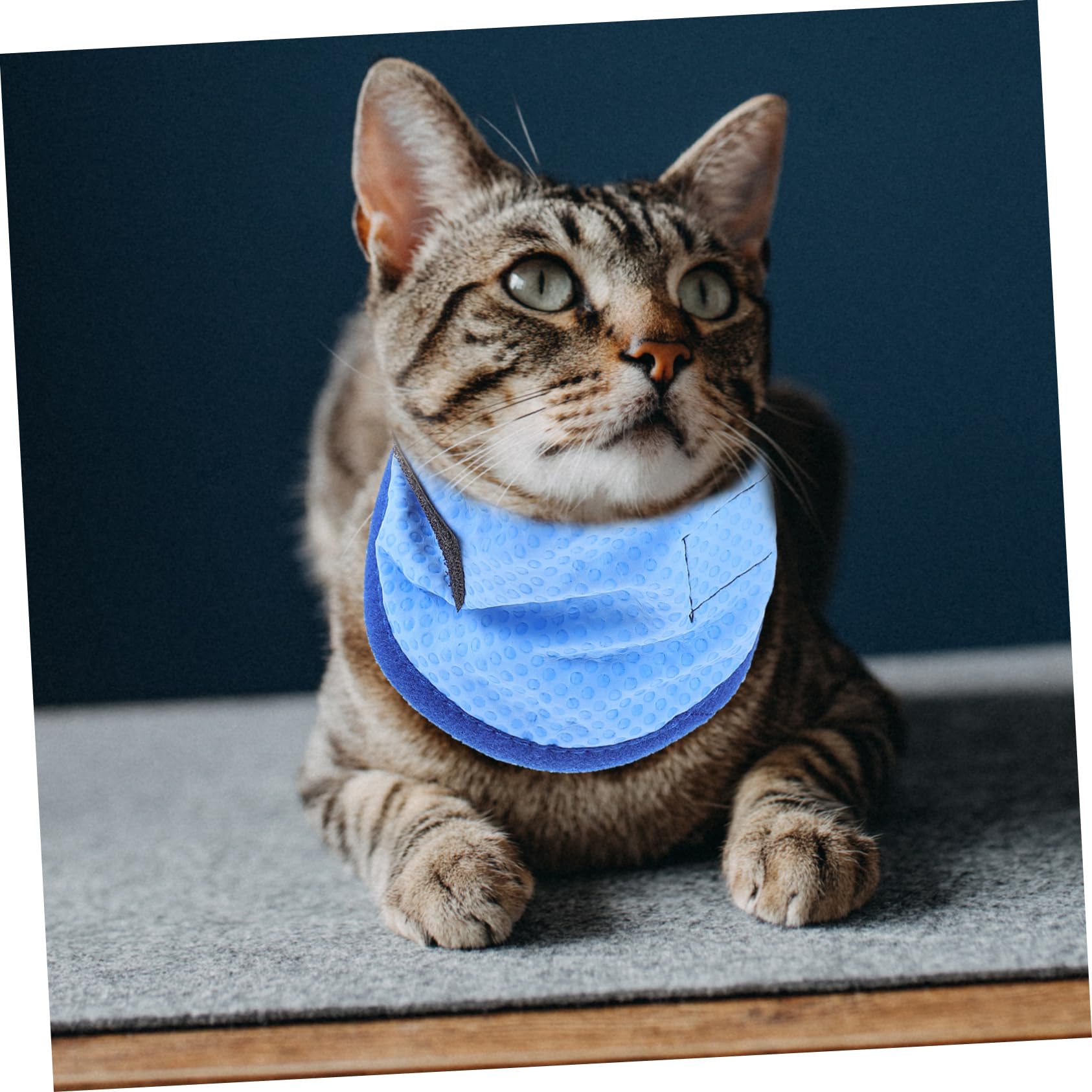 Toddmomy Lot De 5 Foulards Rafraîchissants pour Animaux De Compagnie Bandanas pour Chien Et Chiot en Tissu Respirant