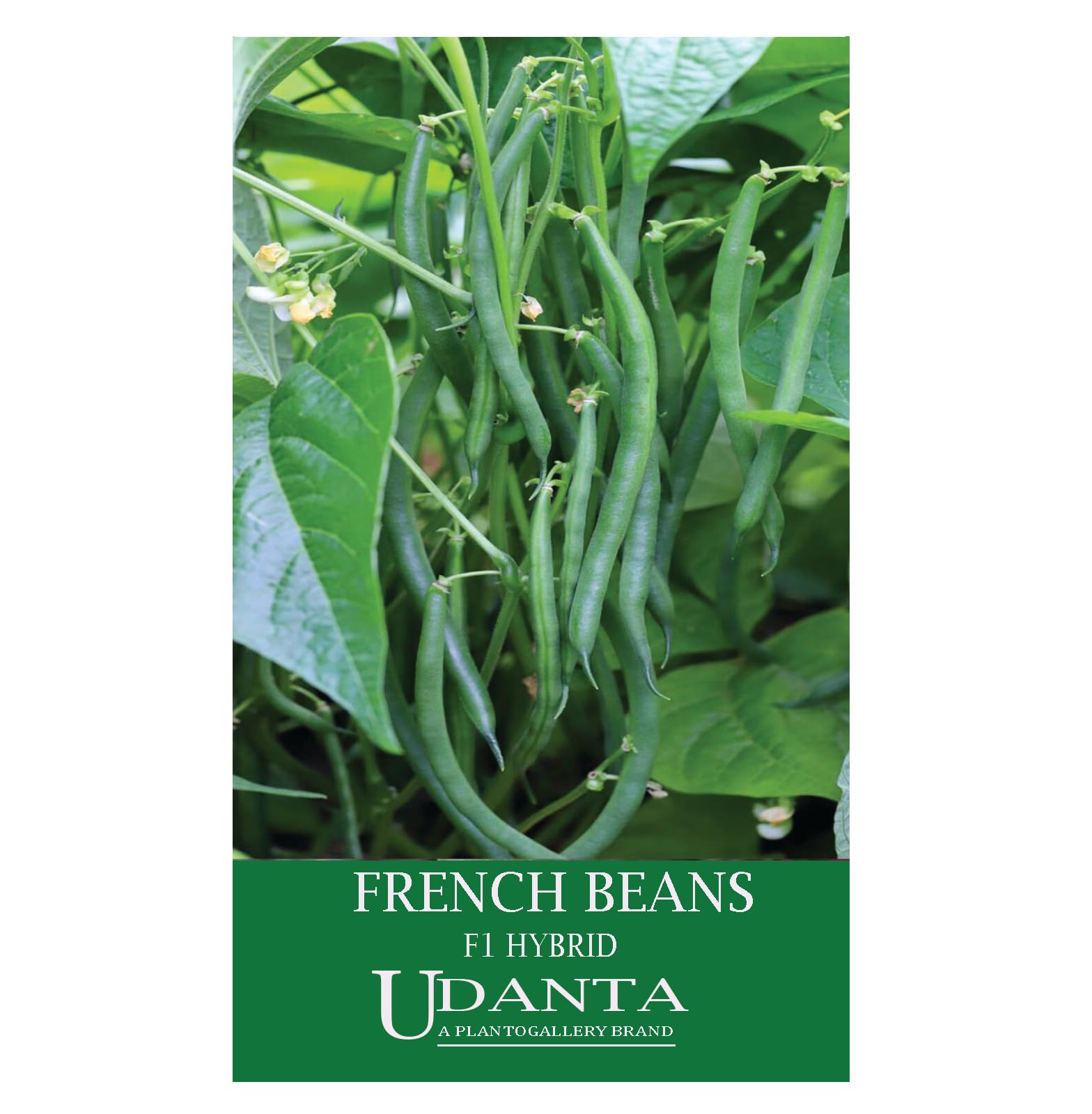 Udanta French Beans F1 Hybrid Vegetable Seeds For All Season - 30-40 Seeds Pack (B0BZFK5Q25) Amazon Price History, Amazon Price Tracker