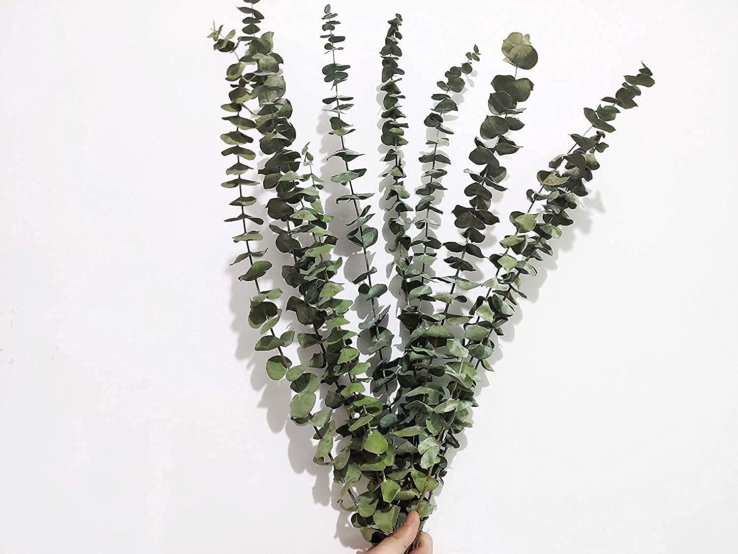 Comtelek 10 Pieces Eucalyptus Dried Plant,45cm Natural Dried Flowers