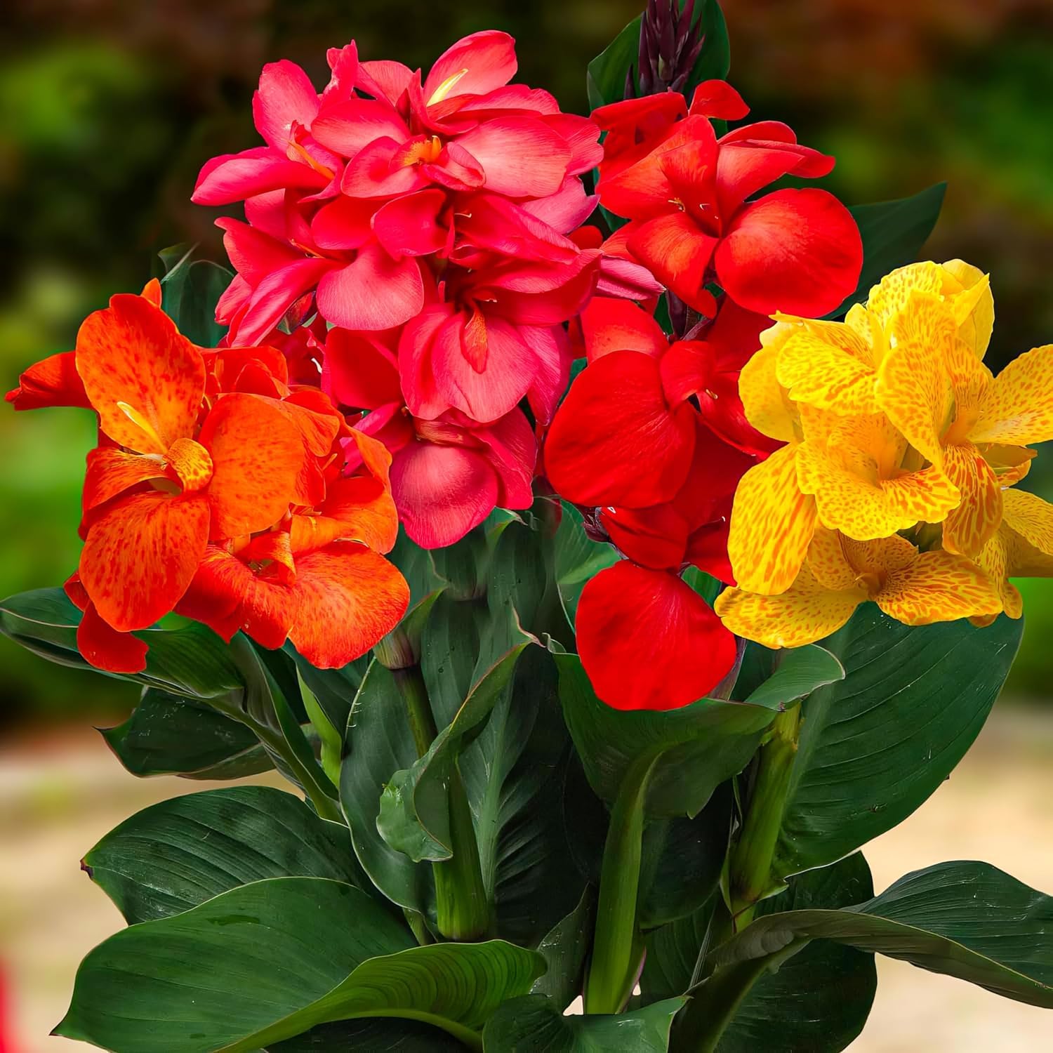 Canna Gantes Collection - 5 Fleurs  Planter Exterieur - Plante Exterieur  Jardin - Naturelle Plantes de Hollande pour pot et jardin (pas de graines,  non artificielle) : Amazon.fr: Jardin
