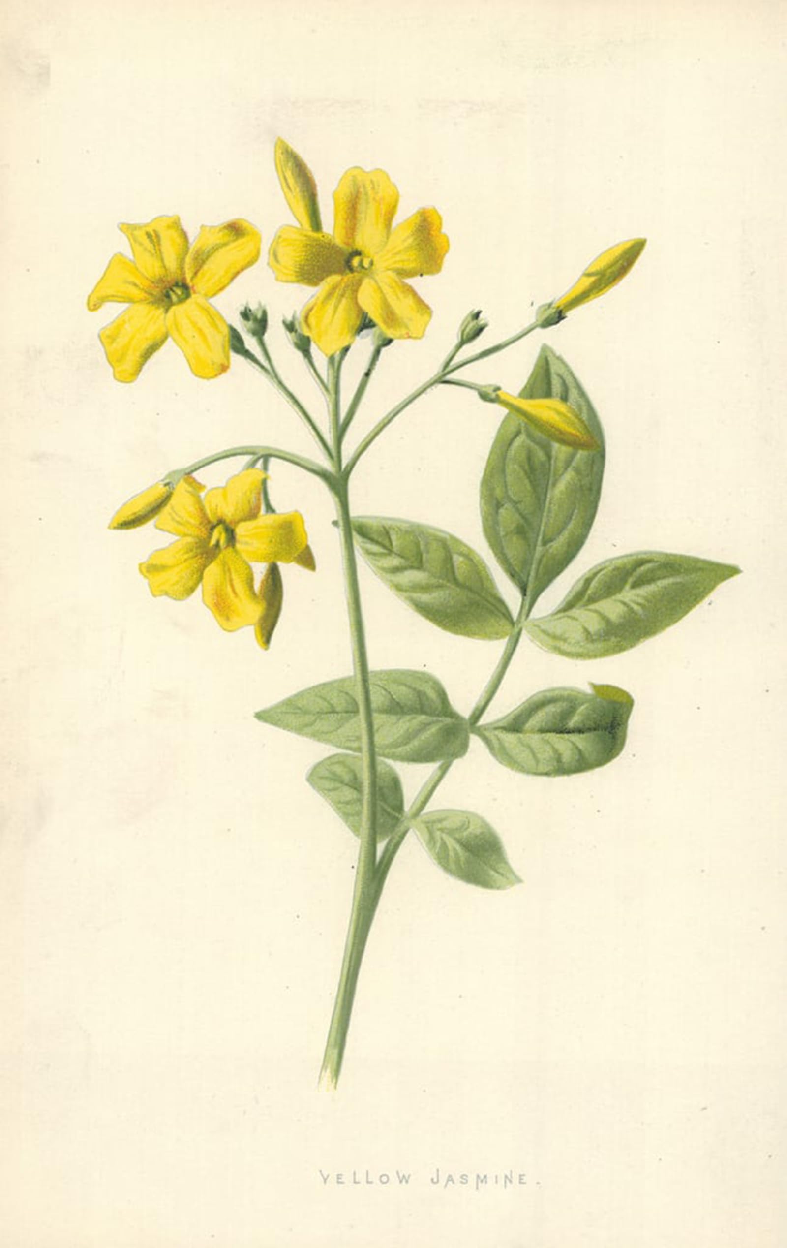 ARTXLXXBN Famous Print Painting Colorful Art Print Yellow Jasmine by Frederick Edward Hulme Canvas Art Decorations for Home Decor 60x90cm