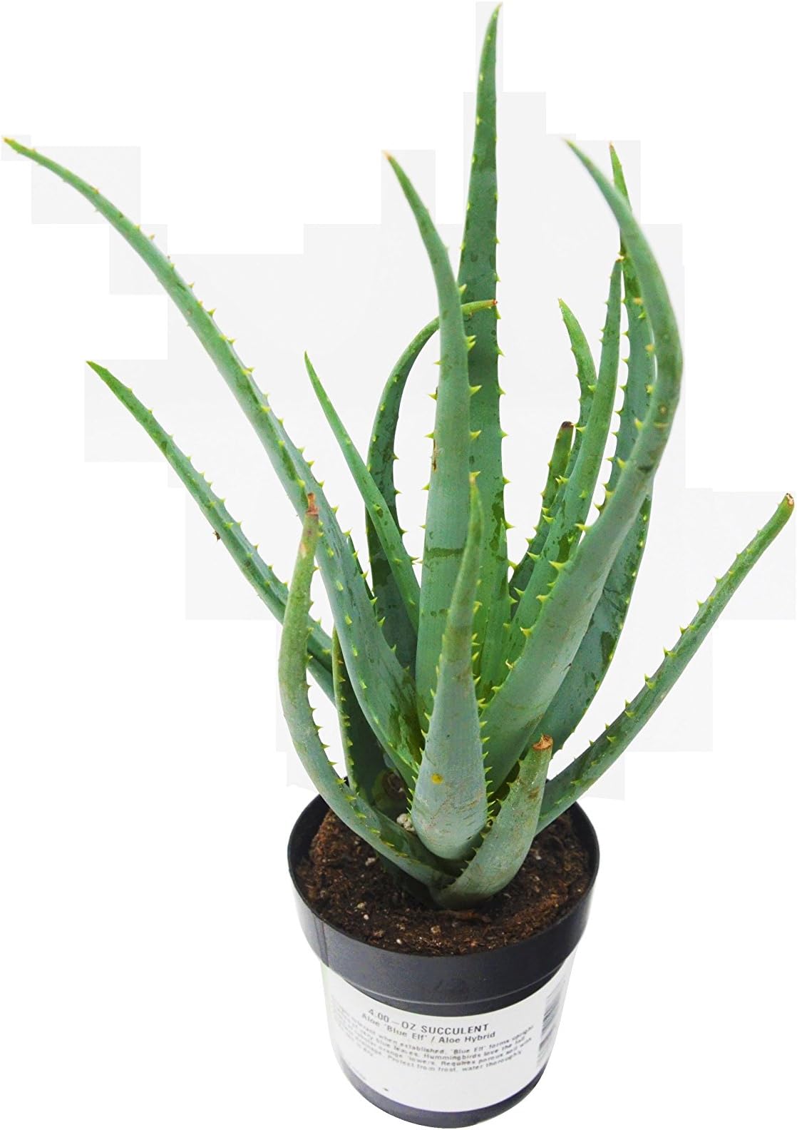 Blue Elf Aloe Vera Plant / 2.5" Pots / Easy Care! (1)