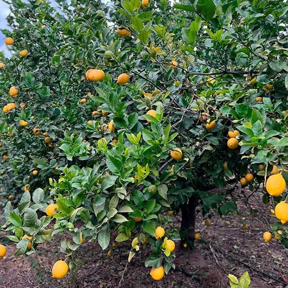 Scatola di limoni | Comprare limoni diretti dall'agricoltore, coltivati a Castellon, appena raccolti, freschi, succosi e senza sostanze chimiche (4 Kg)