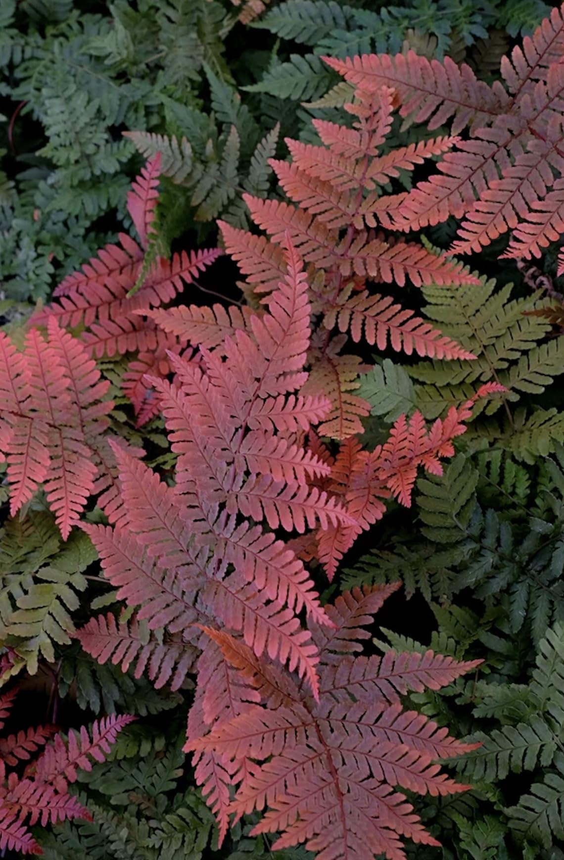 Dryopteris koidzumiana | Red Shield Fern | Plug Plant