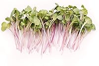 Vista 2 de Rainbow Radish Sprouting Seed Mix Heirloom Non-GMO Seeds for Sprouting & Microgreens Contains Red Arrow, Purple Triton & White Daikon Radish
