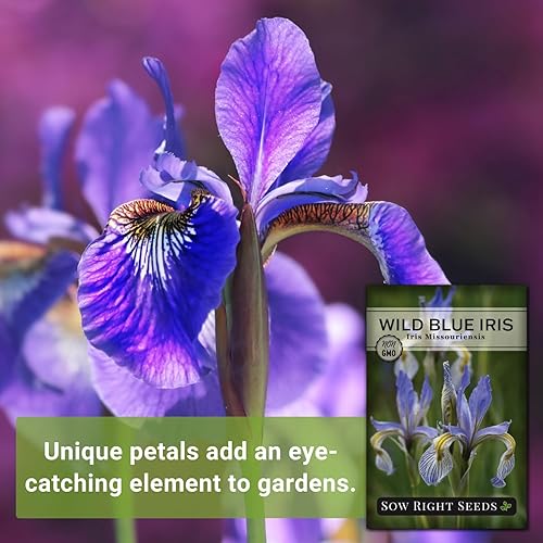 Miniatura 3 de Sow Right Seeds - Semillas de flores de iris azul silvestre para plantar - Favoritos de la floristería - Hermosas flores para plantar en tu jardín -