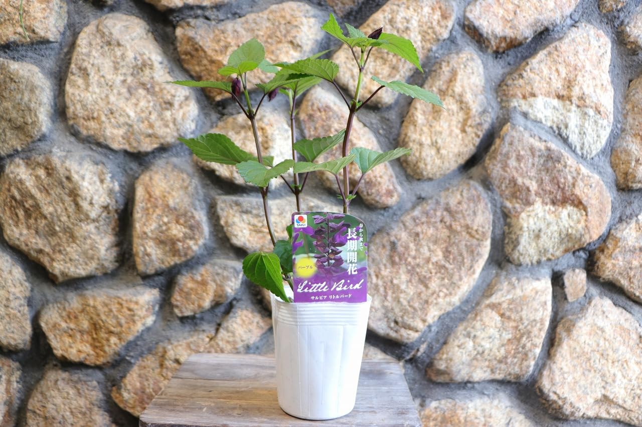 栄養系サルビア　ローマンレッドとリトルバードおしゃれな4寸鉢ごと2個 苗　植物 Amazon | 栄養系サルビア リトルバード ホットピンク 3.5号