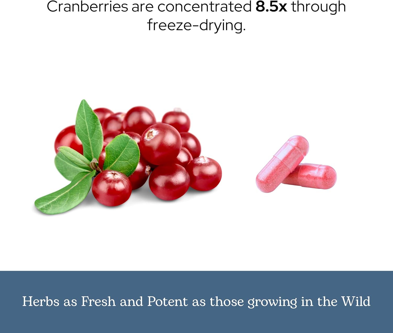 Eclectic Herb - Premium Freeze Dried Cranberry Capsules | Urinary Tract Support | Cranberry Supplement for Urinary Tract Health | US-Grown, Organic, Non-GMO, Gluten Free, Vegan (120 CT | 300 mg)