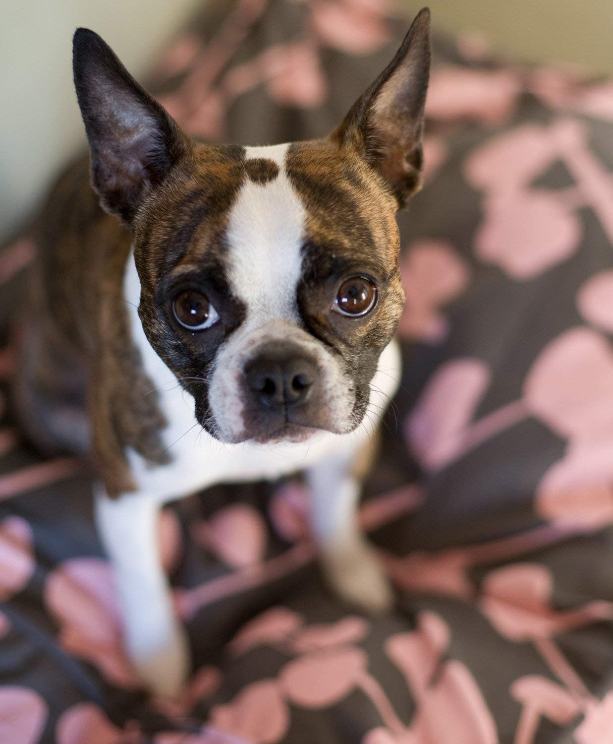 Molly Mutt 100% cotton dog bed duvet cover (Medium/Large, La Vie en Rose(Misty grey/dusky pink)