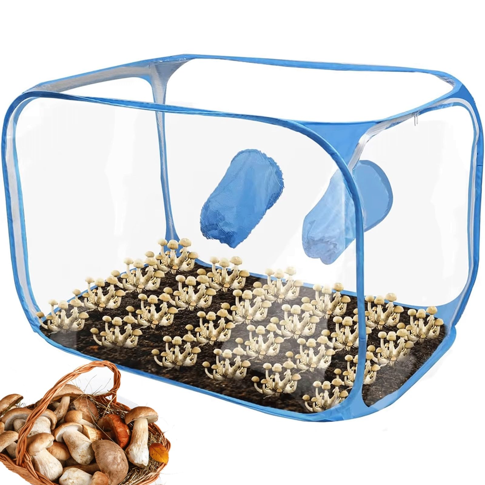 Boîte à air portable de culture pour éviter les contaminations de champignons