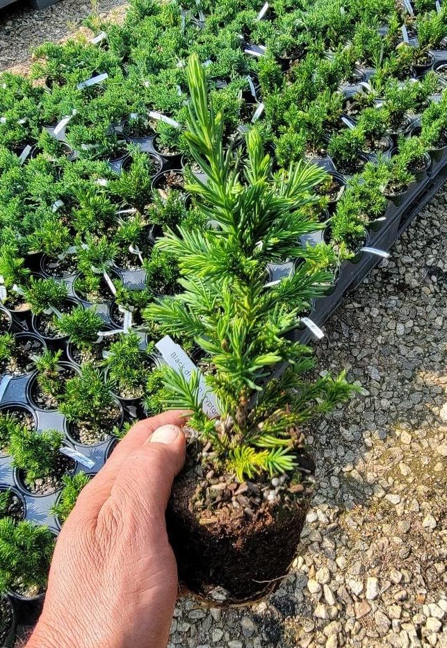 Black Dragon Cryptomeria Tree (cedro japonés) - Planta de inicio (7L) (1 planta viva)