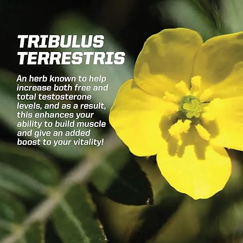 Miniatura 5 de PMD Sports Z-Test Soporte nocturno de testosterona - inductor del sueño y relajación para un máximo efecto anabólico - Mejora la recuperación