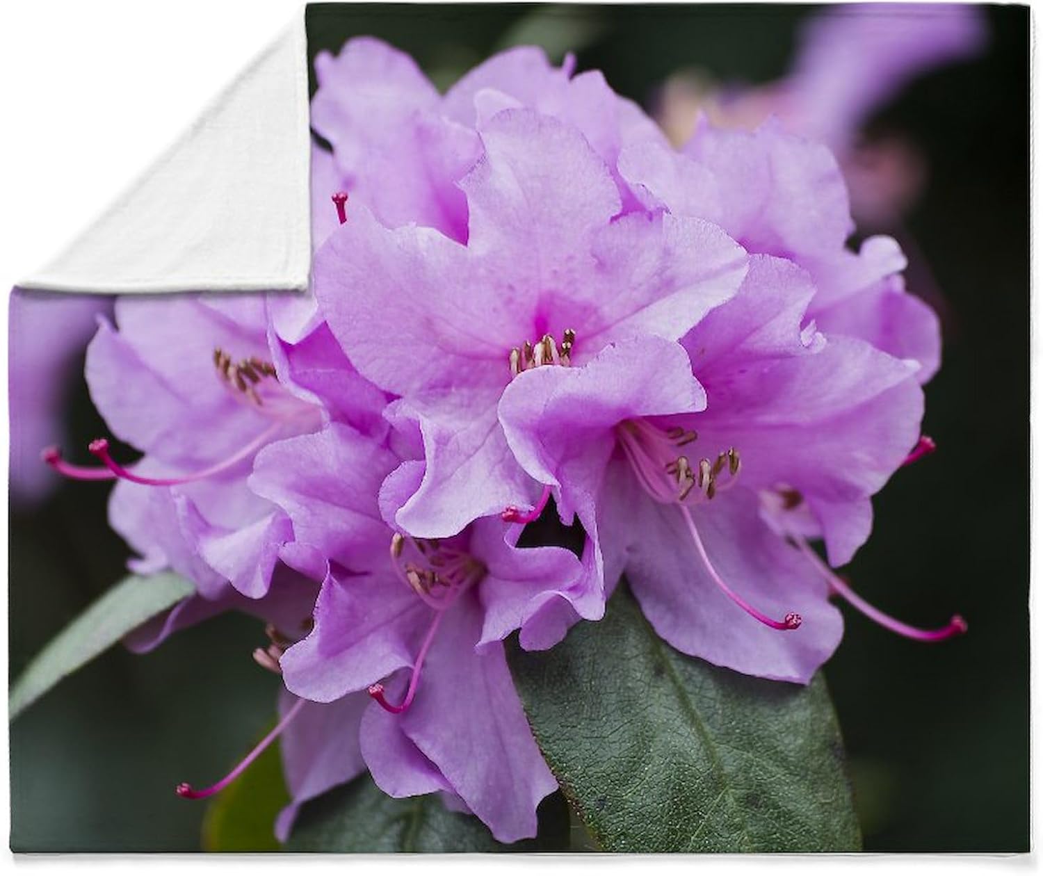 CafePress Hot Pink Azalea Throw Blanket Super Soft Fleece Plush Throw Blanket, 60"x50"