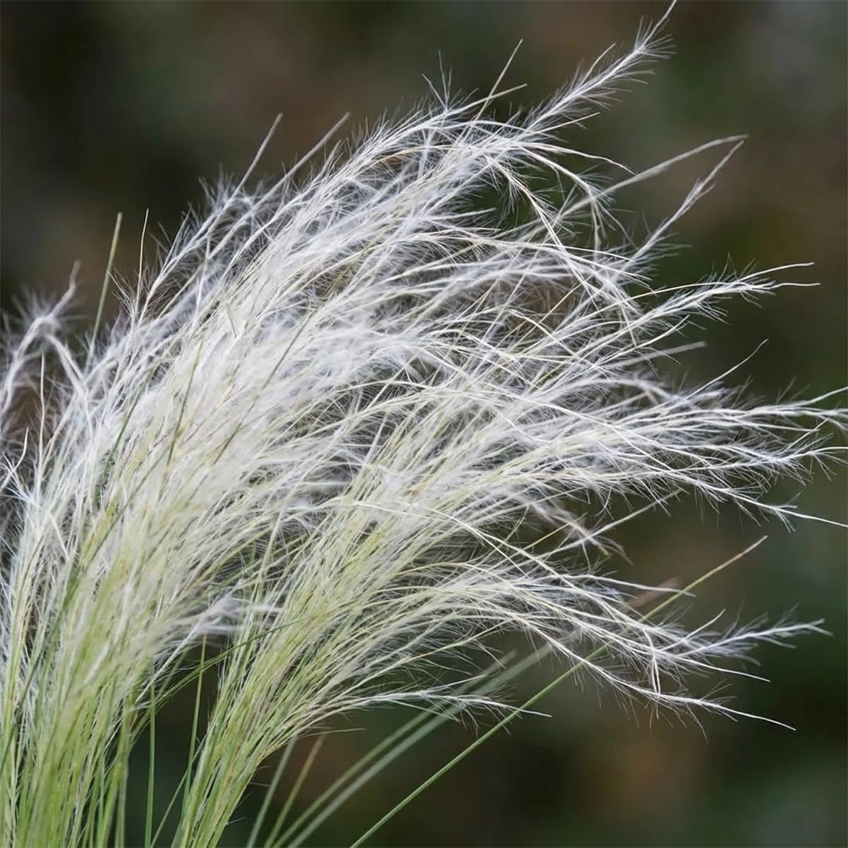 Bloomique - Lot de 6 - Stipa tenuissima 'Ponytails' - Stipe cheveux d'ange - Graminée ornementale - Rustique - Vivace - Hauteur 10-20 cm - Pot 9 cm