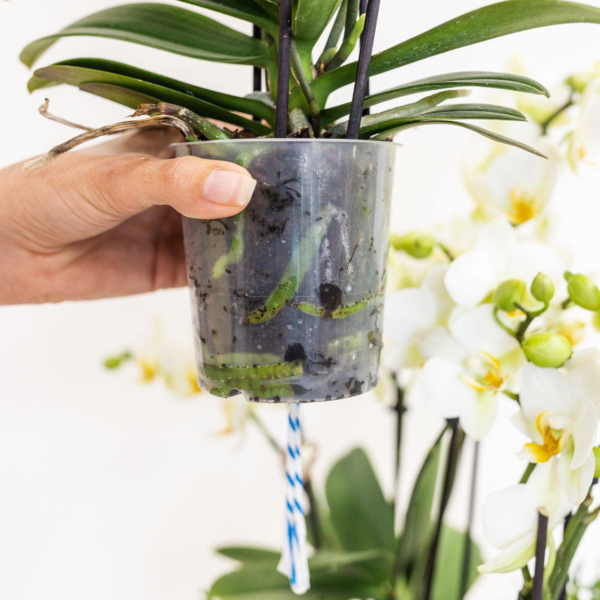 Kolibri Orchids Juego de orquídeas naranjas en cesta de algodón con depósito de agua, tres orquídeas naranjas Las Vegas, 12 cm, ramo mono naranja con depósito de agua autosuficiente.