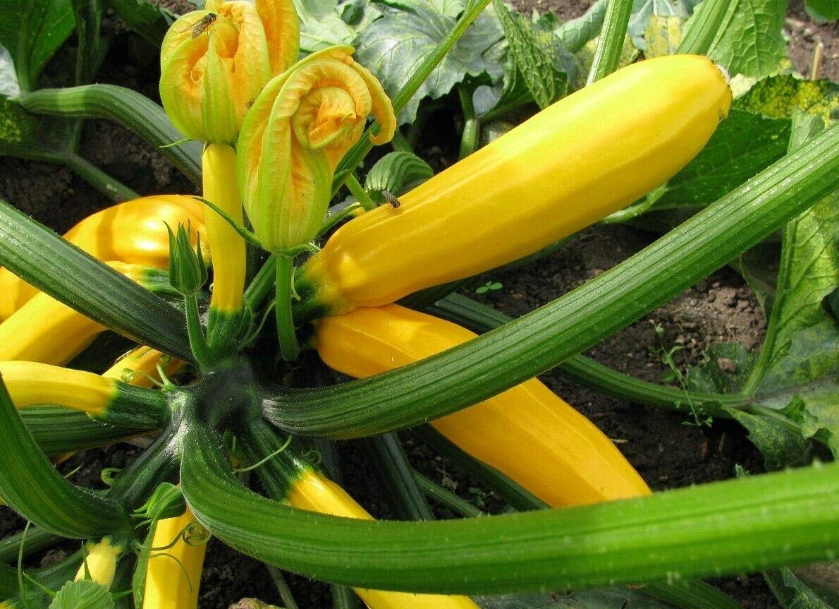 Orelia F1 Yellow COURGETTE Vibrant Colour Excellent Flavour Huge Crops 10 Seeds - NPWS