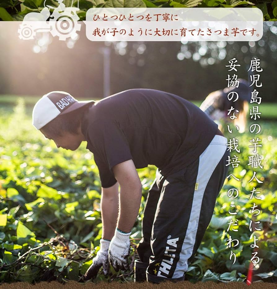 24㌔茨城紅はるかご家庭用S(2Sメインで通常S&amp;3S混載)&amp;少し訳あり甘熟蜜芋 紅はるか 秀品2Lサイズ 約5kg | スミフルの美味しいマルシェ