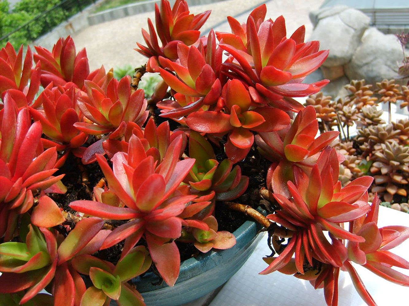 PLANTOGALLERY indoor plants | Seculent Crassula Red plant with pots best for living room (B09B2LC15C) Amazon Price History, Amazon Price Tracker